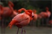 Flamingo Garden