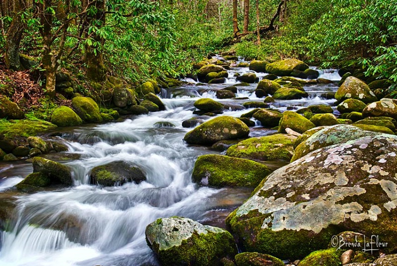 Smokey Mountain National Park 