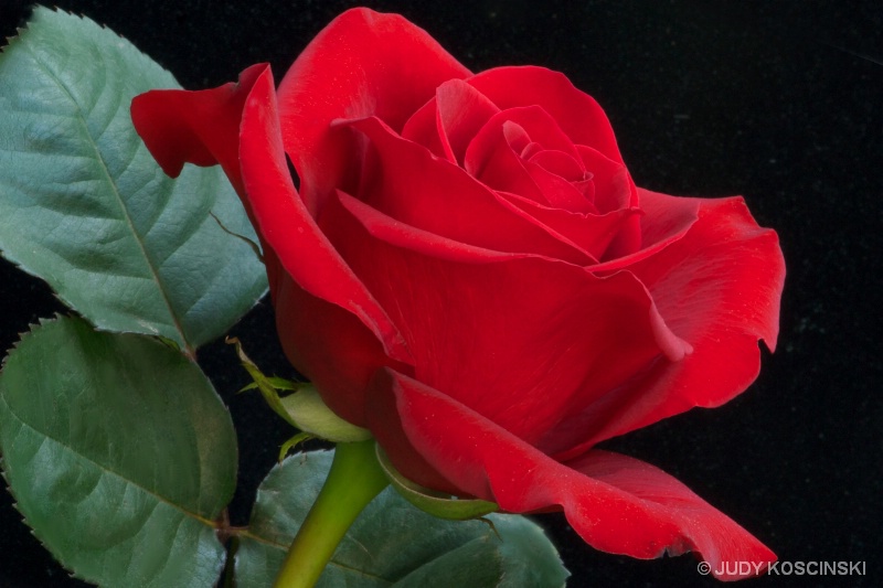THE PERFECT ROSE