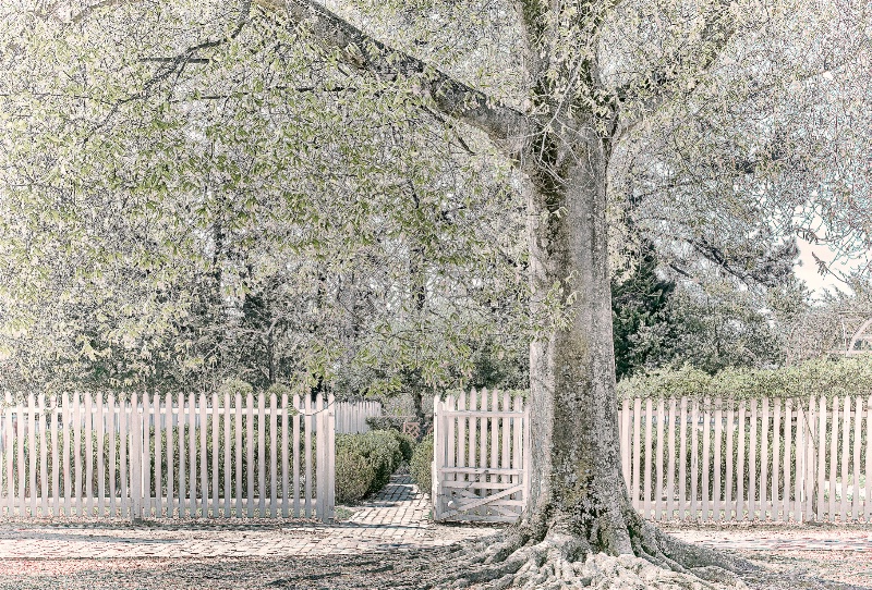 Williamsburg Tree - ID: 13855442 © Wanda Judd