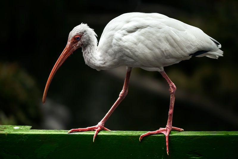 Bird at Busch Gardens