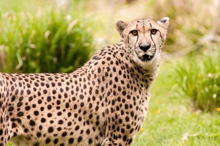 Cheetah at National Zoo