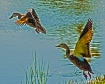 Follow the Leader