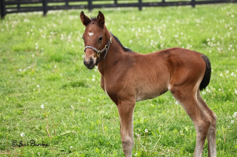 Foal from mare "She's Extreme"  (Gaine