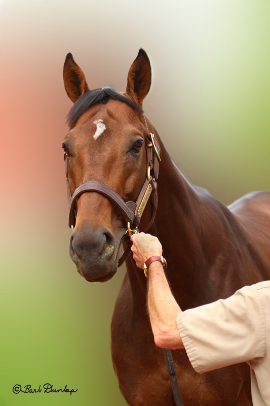 To Honor and Serve - Stallion from Gainesway Farms