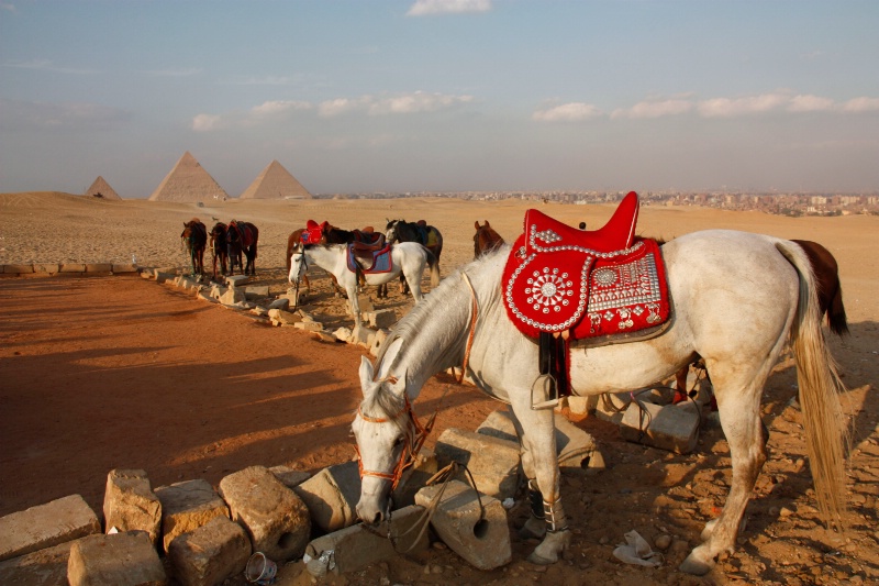 horses_pyramids