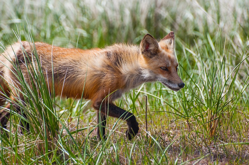 Female Fox