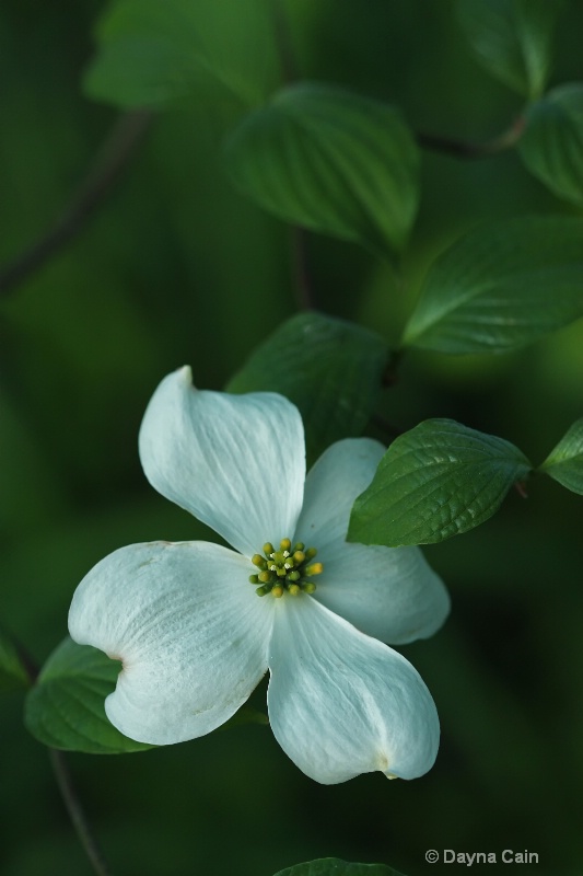 Dogwood Bloom