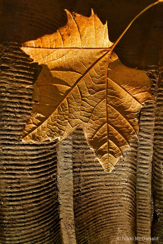 Leaf on Terra Cotta