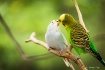 Love Birds
