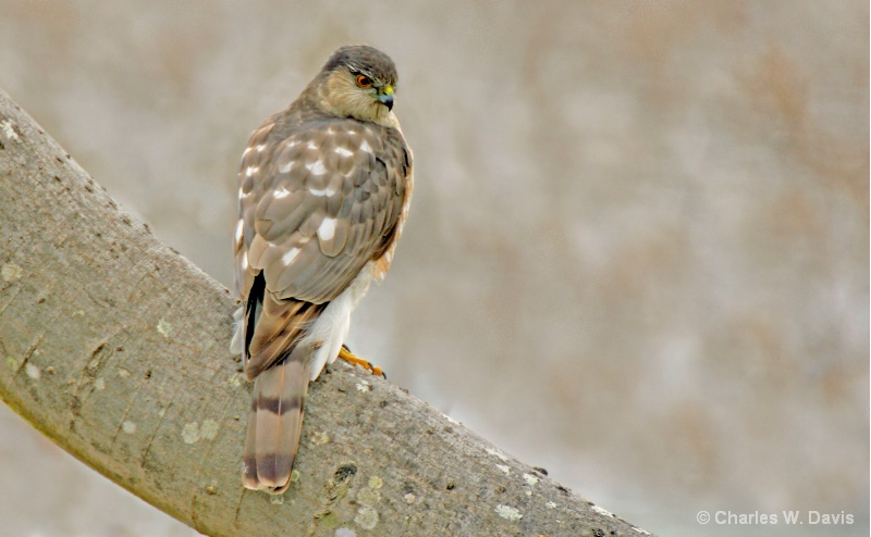 Coopers Hawk