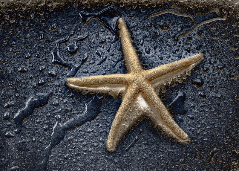 Star of the Sea - ID: 13858668 © Bob Miller