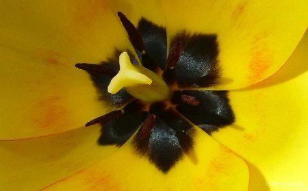 Into The Tulip