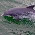 2Racing the Dolphin - ID: 13859299 © Zelia F. Frick