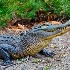 2Awakened Alligator - ID: 13859346 © Zelia F. Frick