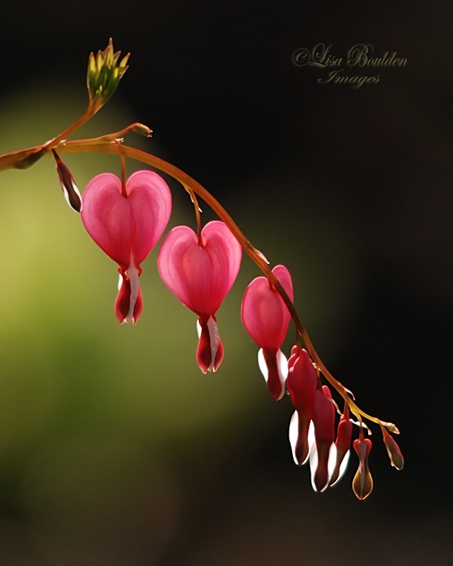  Be still, my bleeding hearts...