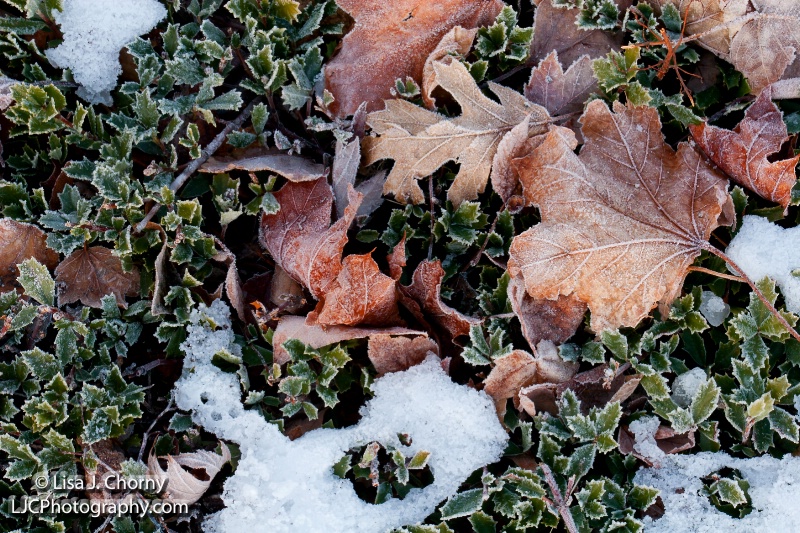 Frosty Leaves and Holly