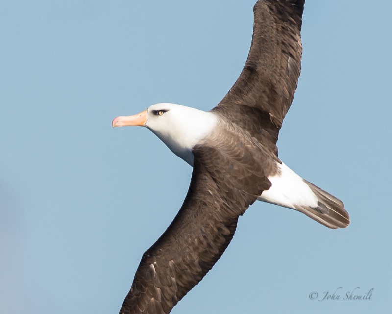 Campbell Albatross - March 28th, 2013 - ID: 13863661 © John Shemilt
