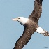 © John Shemilt PhotoID# 13863661: Campbell Albatross - March 28th, 2013