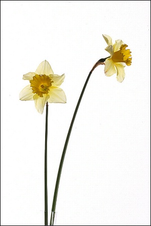 Two daffodils in a glass vase