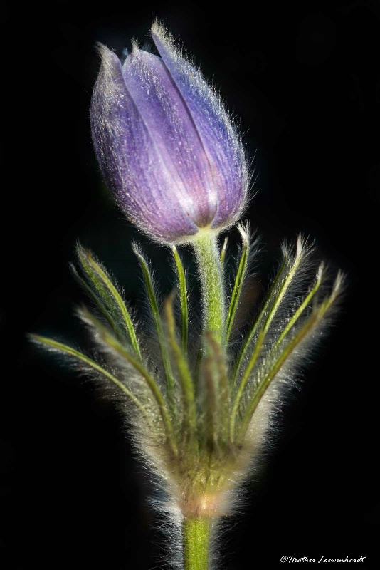 Fuzzy Wuzzy Crocus