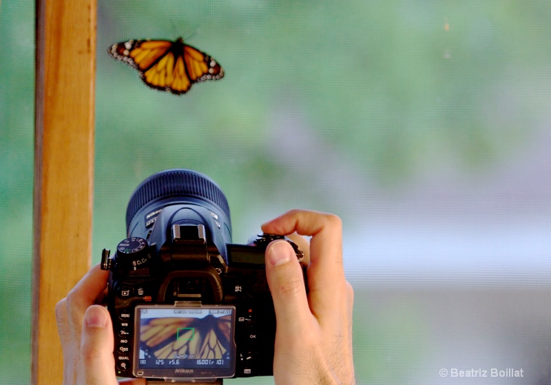 Photo of a photo been taken of a butterfly
