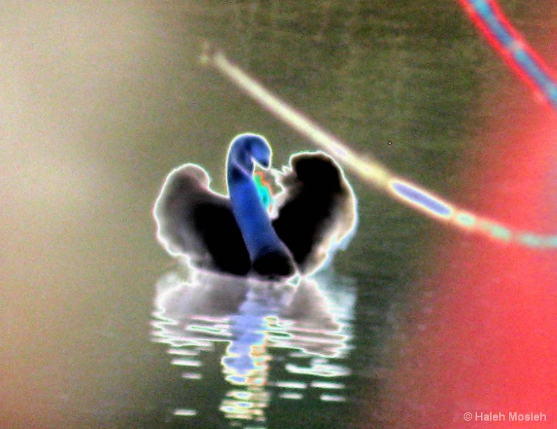 Dancing of the Swan in the lake