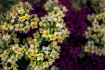 Spring Flowers
