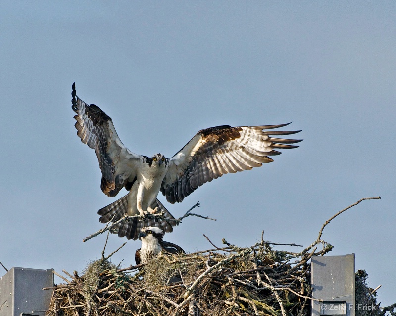 Osprey Nest Building - ID: 13866927 © Zelia F. Frick