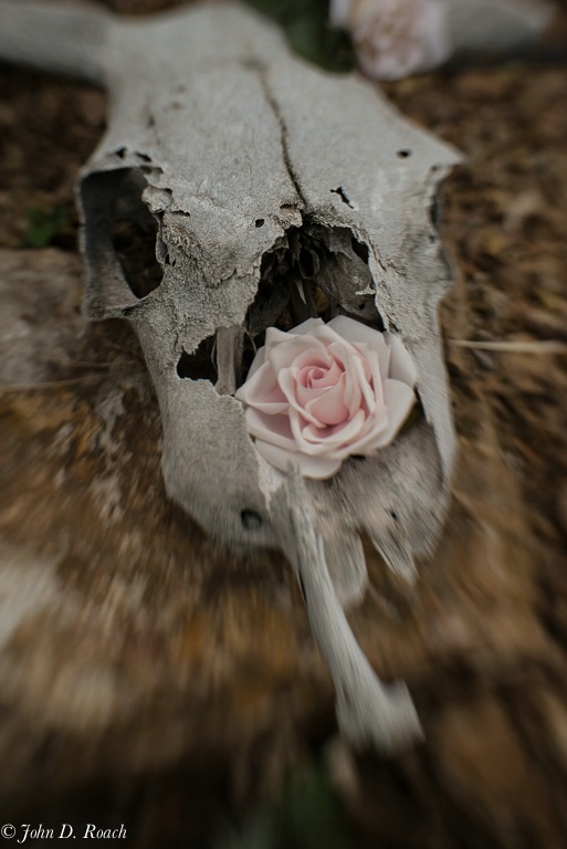 Rose Anywhere is a Rose - ID: 13868007 © John D. Roach