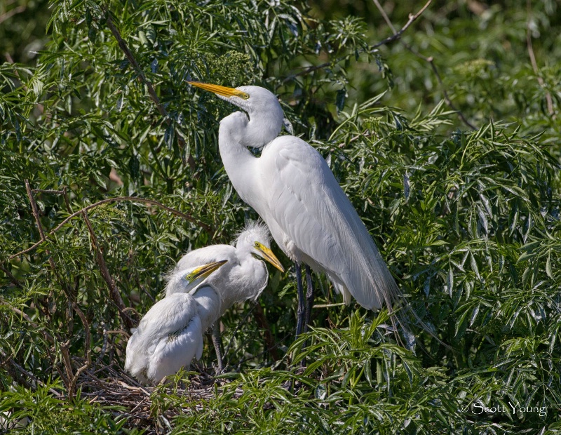 Mom and Baby Egrets; Orlando, FL