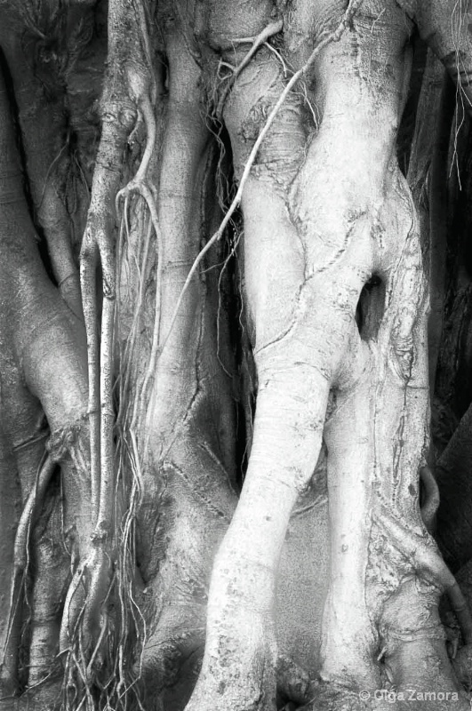 Eldritch Tree - ID: 13869419 © Olga Zamora
