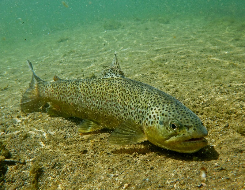 Underwater Brown.