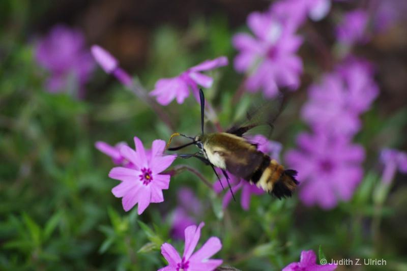 Bumblebee Moth, Hemaris diffinis