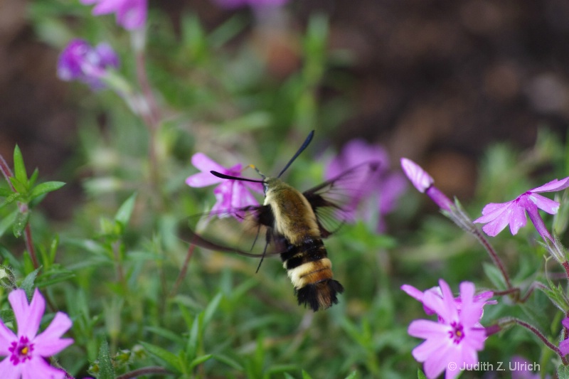 Bumblebee Moth, Hemaris diffinis