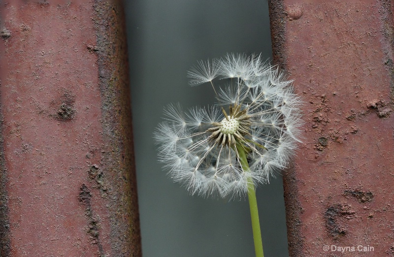 Dandelion Detail