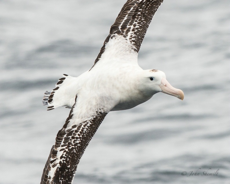 Gibson's Albatross - Mar 18th, 2013 - ID: 13870321 © John Shemilt