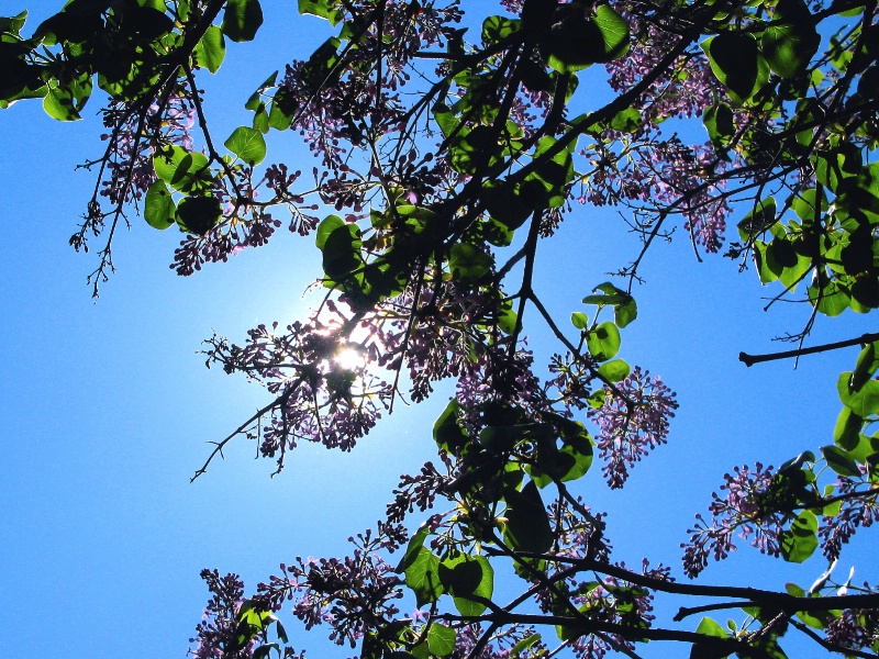 SPRING LILACS