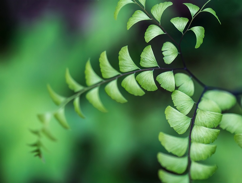 Maidenhair Fern