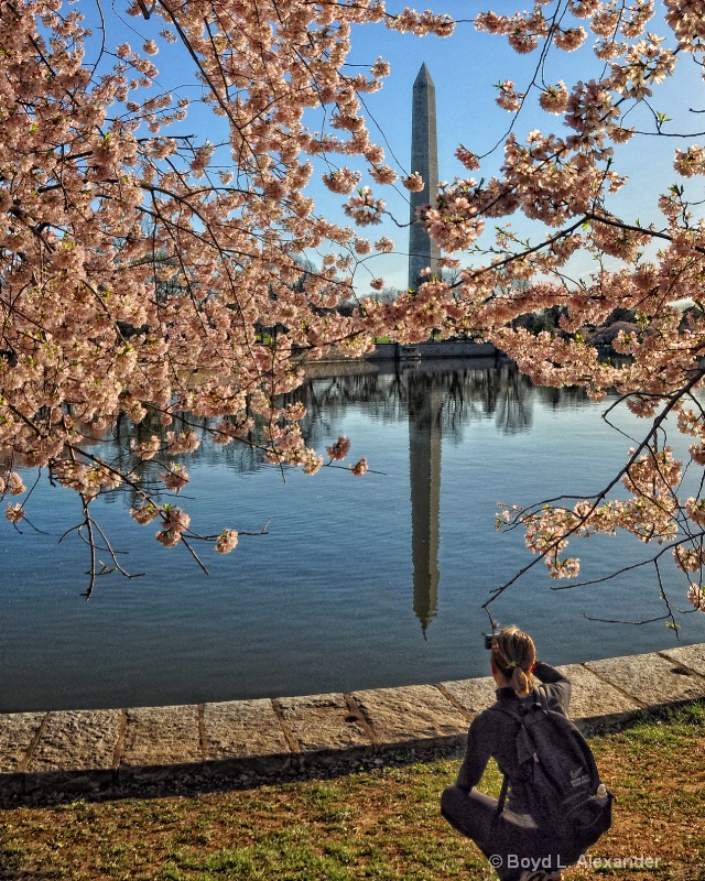 Trying for the perfect cherry blossom image.