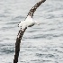 © John Shemilt PhotoID# 13870808: Gibson's Albatross - Mar 18th, 2013