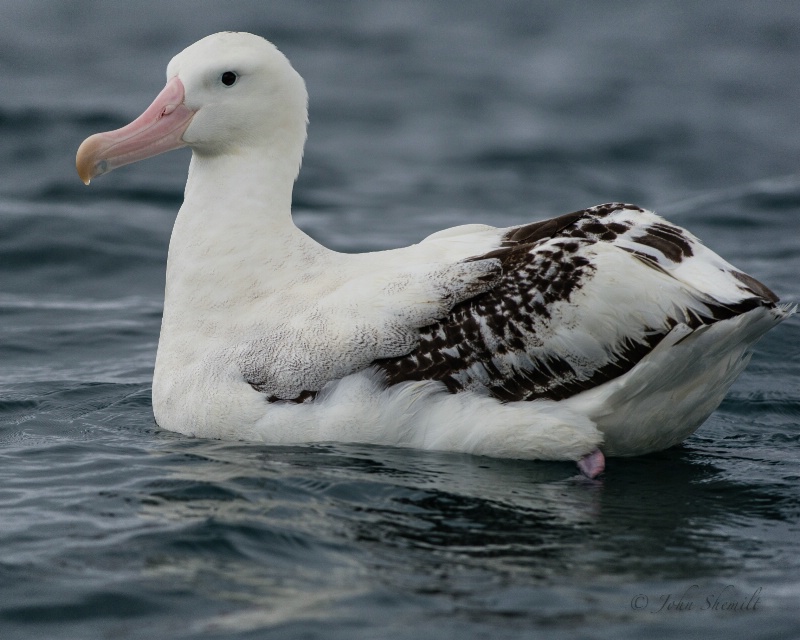 Antipodean Albatross - Mar 18th, 2013 - ID: 13870809 © John Shemilt