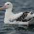 © John Shemilt PhotoID# 13870809: Antipodean Albatross - Mar 18th, 2013