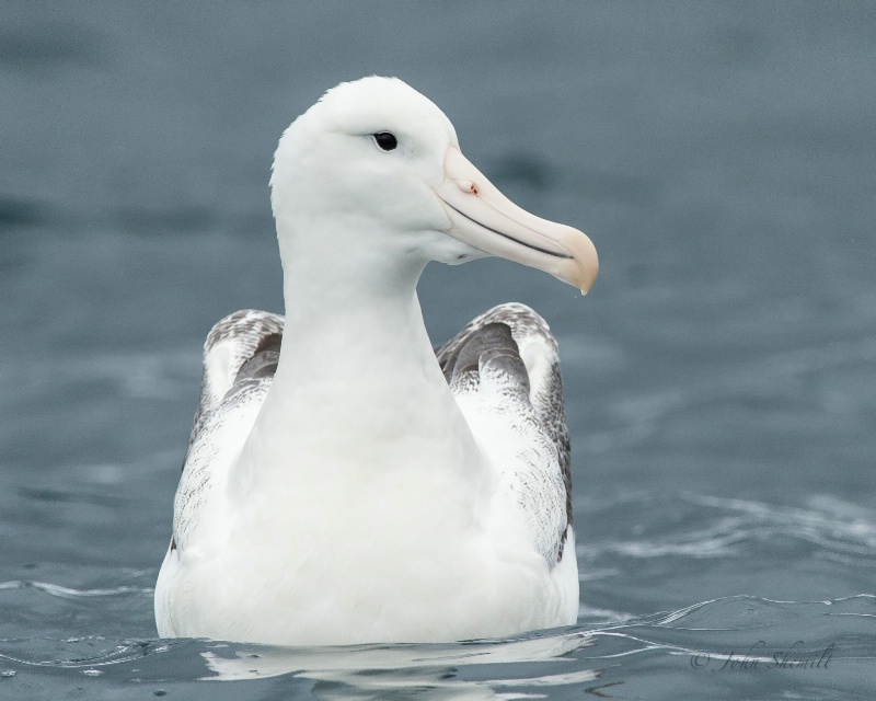 Southern Royal Albatross - Mar 17th, 2013 - ID: 13870819 © John Shemilt