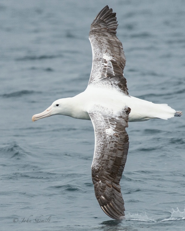 Southern Royal Albatross - Mar 17th, 2013 - ID: 13870832 © John Shemilt
