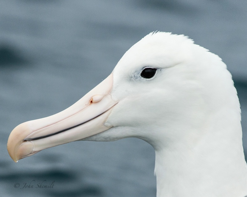 Southern Royal Albatross - Mar 17th, 2013 - ID: 13870835 © John Shemilt