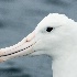 © John Shemilt PhotoID# 13870835: Southern Royal Albatross - Mar 17th, 2013