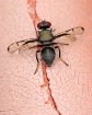 Cootie Bug