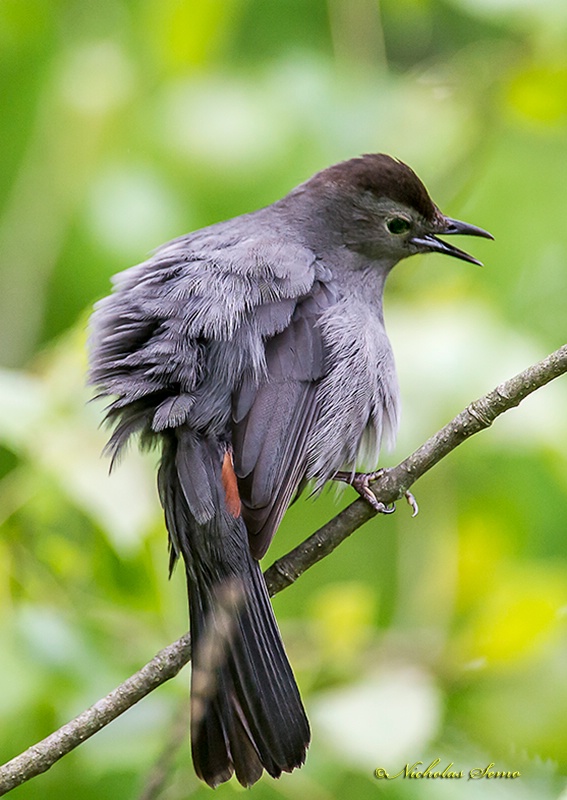 Cat Bird