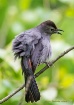Cat Bird